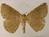  ( - BC ZSM Lep 05868)  @11 [ ] CreativeCommons - Attribution Non-Commercial Share-Alike (2010) Unspecified SNSB, Zoologische Staatssammlung Muenchen