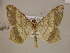  ( - BC ZSM Lep 05875)  @11 [ ] CreativeCommons - Attribution Non-Commercial Share-Alike (2010) Unspecified SNSB, Zoologische Staatssammlung Muenchen