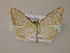  (Dithecodes distracta - BC ZSM Lep 05877)  @14 [ ] CreativeCommons - Attribution Non-Commercial Share-Alike (2010) Unspecified SNSB, Zoologische Staatssammlung Muenchen
