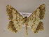  (Macaria AM02Br - BC ZSM Lep 05879)  @14 [ ] CreativeCommons - Attribution Non-Commercial Share-Alike (2010) Unspecified SNSB, Zoologische Staatssammlung Muenchen