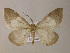  ( - BC ZSM Lep 05888)  @14 [ ] CreativeCommons - Attribution Non-Commercial Share-Alike (2010) Unspecified SNSB, Zoologische Staatssammlung Muenchen