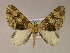  (Euphyia AM01Br - BC ZSM Lep 05889)  @14 [ ] CreativeCommons - Attribution Non-Commercial Share-Alike (2010) Unspecified SNSB, Zoologische Staatssammlung Muenchen