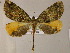  (Ischnopteris aurudaria - BC ZSM Lep 05892)  @13 [ ] CreativeCommons - Attribution Non-Commercial Share-Alike (2010) Unspecified SNSB, Zoologische Staatssammlung Muenchen