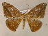  ( - BC ZSM Lep 05895)  @13 [ ] CreativeCommons - Attribution Non-Commercial Share-Alike (2010) Unspecified SNSB, Zoologische Staatssammlung Muenchen