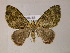  (Euphyia AM02Br - BC ZSM Lep 05921)  @14 [ ] CreativeCommons - Attribution Non-Commercial Share-Alike (2010) Unspecified SNSB, Zoologische Staatssammlung Muenchen