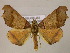  (Pero polygonariaAH06Br - BC ZSM Lep 05922)  @14 [ ] CreativeCommons - Attribution Non-Commercial Share-Alike (2010) Unspecified SNSB, Zoologische Staatssammlung Muenchen
