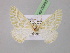  ( - BC ZSM Lep 08493)  @12 [ ] CreativeCommons - Attribution Non-Commercial Share-Alike (2010) Unspecified SNSB, Zoologische Staatssammlung Muenchen