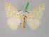  ( - BC ZSM Lep 08494)  @11 [ ] CreativeCommons - Attribution Non-Commercial Share-Alike (2010) Unspecified SNSB, Zoologische Staatssammlung Muenchen