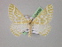  ( - BC ZSM Lep 08496)  @13 [ ] CreativeCommons - Attribution Non-Commercial Share-Alike (2010) Unspecified SNSB, Zoologische Staatssammlung Muenchen