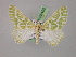  ( - BC ZSM Lep 08499)  @13 [ ] CreativeCommons - Attribution Non-Commercial Share-Alike (2010) Unspecified SNSB, Zoologische Staatssammlung Muenchen