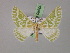 ( - BC ZSM Lep 08500)  @11 [ ] CreativeCommons - Attribution Non-Commercial Share-Alike (2010) Unspecified SNSB, Zoologische Staatssammlung Muenchen
