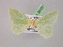  (Chlorissa pretiosaria - BC ZSM Lep 08507)  @13 [ ] CreativeCommons - Attribution Non-Commercial Share-Alike (2010) Unspecified SNSB, Zoologische Staatssammlung Muenchen