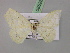  ( - BC ZSM Lep 08528)  @13 [ ] CreativeCommons - Attribution Non-Commercial Share-Alike (2010) Unspecified SNSB, Zoologische Staatssammlung Muenchen