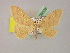  ( - BC ZSM Lep 08538)  @13 [ ] CreativeCommons - Attribution Non-Commercial Share-Alike (2010) Unspecified SNSB, Zoologische Staatssammlung Muenchen