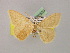  ( - BC ZSM Lep 08539)  @11 [ ] CreativeCommons - Attribution Non-Commercial Share-Alike (2010) Unspecified SNSB, Zoologische Staatssammlung Muenchen