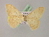  ( - BC ZSM Lep 08540)  @11 [ ] CreativeCommons - Attribution Non-Commercial Share-Alike (2010) Unspecified SNSB, Zoologische Staatssammlung Muenchen