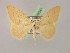  ( - BC ZSM Lep 08541)  @11 [ ] CreativeCommons - Attribution Non-Commercial Share-Alike (2010) Unspecified SNSB, Zoologische Staatssammlung Muenchen