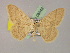  ( - BC ZSM Lep 08542)  @11 [ ] CreativeCommons - Attribution Non-Commercial Share-Alike (2010) Unspecified SNSB, Zoologische Staatssammlung Muenchen