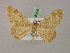  (Rhodostrophia nubifera - BC ZSM Lep 08555)  @13 [ ] CreativeCommons - Attribution Non-Commercial Share-Alike (2010) Unspecified SNSB, Zoologische Staatssammlung Muenchen