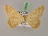  ( - BC ZSM Lep 08559)  @12 [ ] CreativeCommons - Attribution Non-Commercial Share-Alike (2010) Unspecified SNSB, Zoologische Staatssammlung Muenchen
