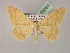  ( - BC ZSM Lep 08560)  @14 [ ] CreativeCommons - Attribution Non-Commercial Share-Alike (2010) Unspecified SNSB, Zoologische Staatssammlung Muenchen