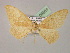  ( - BC ZSM Lep 08561)  @12 [ ] CreativeCommons - Attribution Non-Commercial Share-Alike (2010) Unspecified SNSB, Zoologische Staatssammlung Muenchen