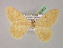 ( - BC ZSM Lep 08562)  @12 [ ] CreativeCommons - Attribution Non-Commercial Share-Alike (2010) Unspecified SNSB, Zoologische Staatssammlung Muenchen