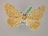  ( - BC ZSM Lep 08563)  @12 [ ] CreativeCommons - Attribution Non-Commercial Share-Alike (2010) Unspecified SNSB, Zoologische Staatssammlung Muenchen