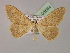  ( - BC ZSM Lep 08564)  @11 [ ] CreativeCommons - Attribution Non-Commercial Share-Alike (2010) Unspecified SNSB, Zoologische Staatssammlung Muenchen
