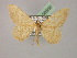  ( - BC ZSM Lep 08565)  @12 [ ] CreativeCommons - Attribution Non-Commercial Share-Alike (2010) Unspecified SNSB, Zoologische Staatssammlung Muenchen