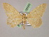  ( - BC ZSM Lep 08566)  @12 [ ] CreativeCommons - Attribution Non-Commercial Share-Alike (2010) Unspecified SNSB, Zoologische Staatssammlung Muenchen