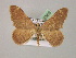  (Rhodostrophia cuprinaria - BC ZSM Lep 08569)  @14 [ ] CreativeCommons - Attribution Non-Commercial Share-Alike (2010) Unspecified SNSB, Zoologische Staatssammlung Muenchen