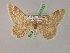  ( - BC ZSM Lep 08580)  @12 [ ] CreativeCommons - Attribution Non-Commercial Share-Alike (2010) Unspecified SNSB, Zoologische Staatssammlung Muenchen