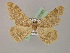  ( - BC ZSM Lep 08581)  @13 [ ] CreativeCommons - Attribution Non-Commercial Share-Alike (2010) Unspecified SNSB, Zoologische Staatssammlung Muenchen