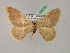  ( - BC ZSM Lep 08582)  @11 [ ] CreativeCommons - Attribution Non-Commercial Share-Alike (2010) Unspecified SNSB, Zoologische Staatssammlung Muenchen
