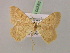  ( - BC ZSM Lep 08583)  @12 [ ] CreativeCommons - Attribution Non-Commercial Share-Alike (2010) Unspecified SNSB, Zoologische Staatssammlung Muenchen