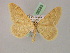  ( - BC ZSM Lep 08585)  @11 [ ] CreativeCommons - Attribution Non-Commercial Share-Alike (2010) Unspecified SNSB, Zoologische Staatssammlung Muenchen