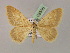  ( - BC ZSM Lep 08586)  @11 [ ] CreativeCommons - Attribution Non-Commercial Share-Alike (2010) Unspecified SNSB, Zoologische Staatssammlung Muenchen