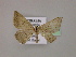  ( - BC ZSM Lep 09655)  @12 [ ] CreativeCommons - Attribution Non-Commercial Share-Alike (2010) Unspecified SNSB, Zoologische Staatssammlung Muenchen