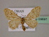  ( - BC ZSM Lep 09691)  @14 [ ] CreativeCommons - Attribution Non-Commercial Share-Alike (2010) Unspecified SNSB, Zoologische Staatssammlung Muenchen