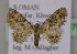  (Pasiphila palaearctica - BC ZSM Lep 09709)  @13 [ ] CreativeCommons - Attribution Non-Commercial Share-Alike (2010) Unspecified SNSB, Zoologische Staatssammlung Muenchen