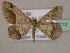  ( - BC ZSM Lep 09712)  @13 [ ] CreativeCommons - Attribution Non-Commercial Share-Alike (2010) Unspecified SNSB, Zoologische Staatssammlung Muenchen