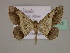  ( - BC ZSM Lep 09713)  @14 [ ] CreativeCommons - Attribution Non-Commercial Share-Alike (2010) Unspecified SNSB, Zoologische Staatssammlung Muenchen