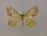  ( - BC ZSM Lep 16428)  @13 [ ] CreativeCommons - Attribution Non-Commercial Share-Alike (2010) Unspecified SNSB, Zoologische Staatssammlung Muenchen