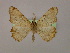  ( - BC ZSM Lep 16433)  @14 [ ] CreativeCommons - Attribution Non-Commercial Share-Alike (2010) Unspecified SNSB, Zoologische Staatssammlung Muenchen