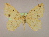  ( - BC ZSM Lep 16437)  @13 [ ] CreativeCommons - Attribution Non-Commercial Share-Alike (2010) Unspecified SNSB, Zoologische Staatssammlung Muenchen