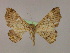  ( - BC ZSM Lep 16438)  @14 [ ] CreativeCommons - Attribution Non-Commercial Share-Alike (2010) Unspecified SNSB, Zoologische Staatssammlung Muenchen