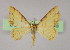  ( - BC ZSM Lep 16445)  @12 [ ] CreativeCommons - Attribution Non-Commercial Share-Alike (2010) Unspecified SNSB, Zoologische Staatssammlung Muenchen
