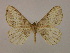  ( - BC ZSM Lep 16466)  @13 [ ] CreativeCommons - Attribution Non-Commercial Share-Alike (2010) Unspecified SNSB, Zoologische Staatssammlung Muenchen