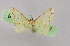  ( - BC ZSM Lep 16469)  @13 [ ] CreativeCommons - Attribution Non-Commercial Share-Alike (2010) Unspecified SNSB, Zoologische Staatssammlung Muenchen